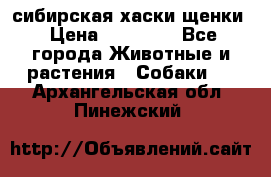 сибирская хаски щенки › Цена ­ 10 000 - Все города Животные и растения » Собаки   . Архангельская обл.,Пинежский 